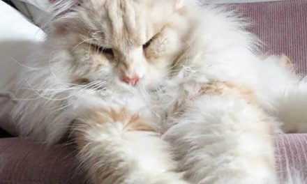 Lotus, Maine Coon –> Cea mai adorabila pisica de pe Instagram