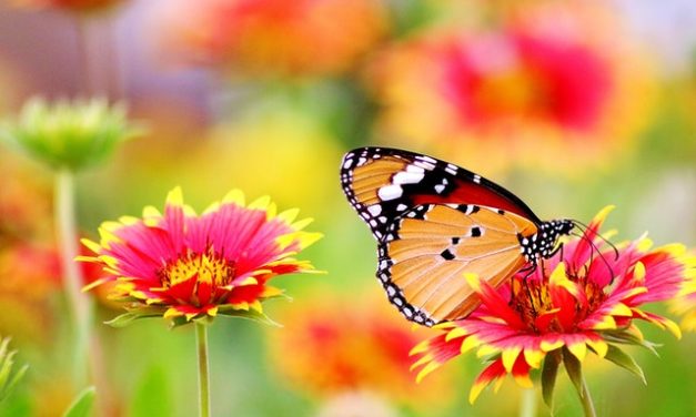 Incercarile vietii ne fac mai puternici – Povestea unui fluture