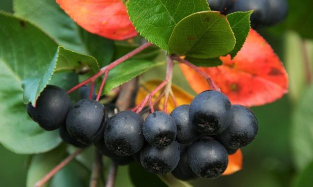 Aronia – Fructul minune care ajuta intreg organismul